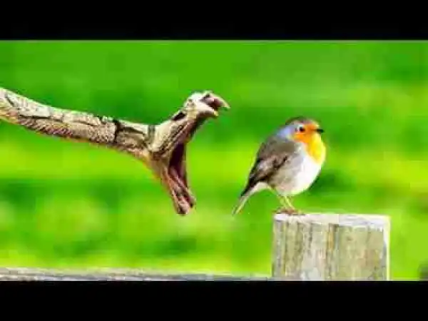 Video: Most Spectacular Snake Attack Compilation including Cobra Snake Attacks Chameleon, Mongoose vs Cobra